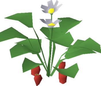 Strawberry seed osrs - A strawberry seed - plant in an allotment. Buy price. Buy time